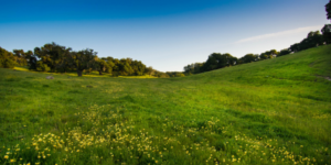 Sonoma